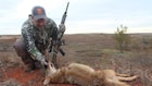 Oklahoma Considers Night Hunting of Coyotes