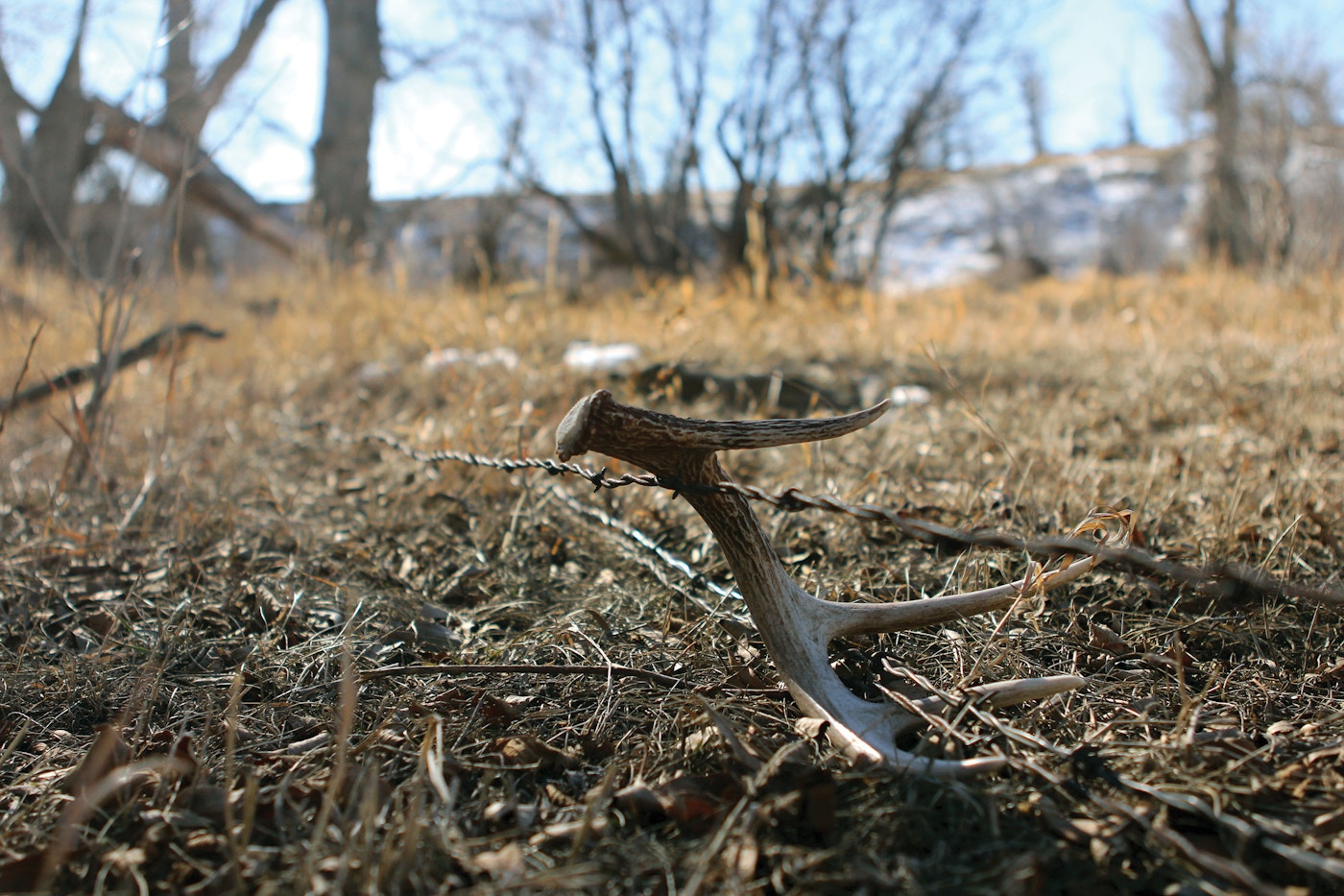 Find The Shed Antlers Find The Deer Grand View Outdoors