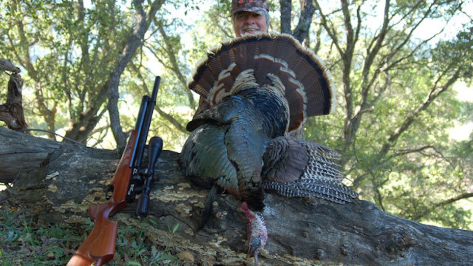 Why You Should Hunt Turkeys With An Airgun Grand View Outdoors hunt turkeys with an airgun