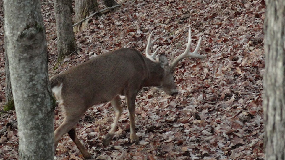 3 Ways To Make Deer Walk Where You Want Them To