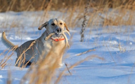 How To Train A Dog To Shed Hunt