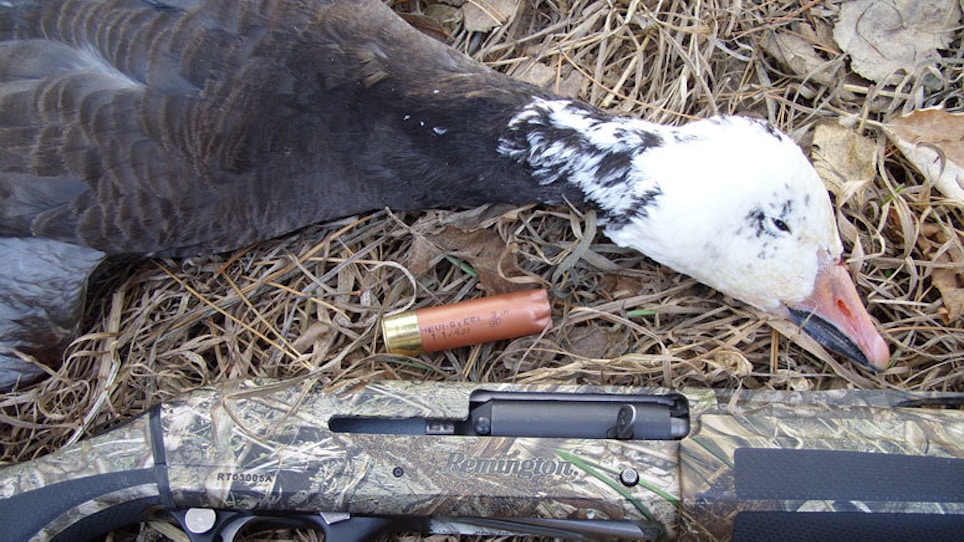 Economy Steel: Inexpensive Shotgun Loads For Waterfowl Hunters