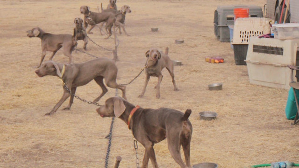 Learn To Speak The Language Of Hunting Dog Games