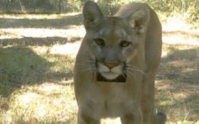 Feds Would Pay Florida Landowners For Panther Habitat