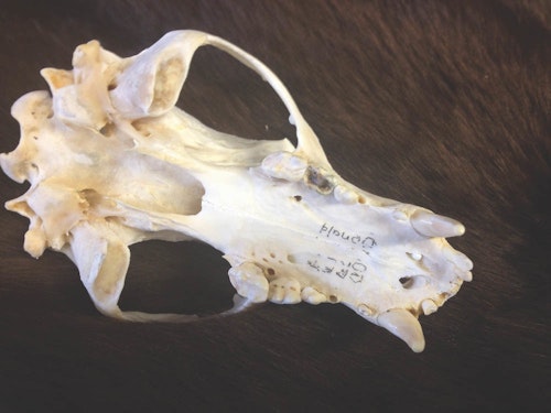 The black bear's large skull and declining health evidenced its age.