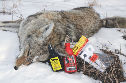 Scents can be used to not only attract but also distract coyotes while at a calling set.