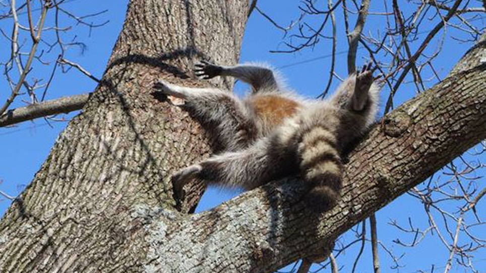 Raccoon Gets Head Stuck In Tree