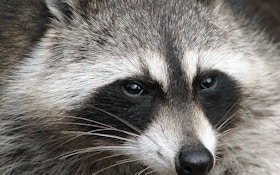 The Best Bait for Trapping Raccoons