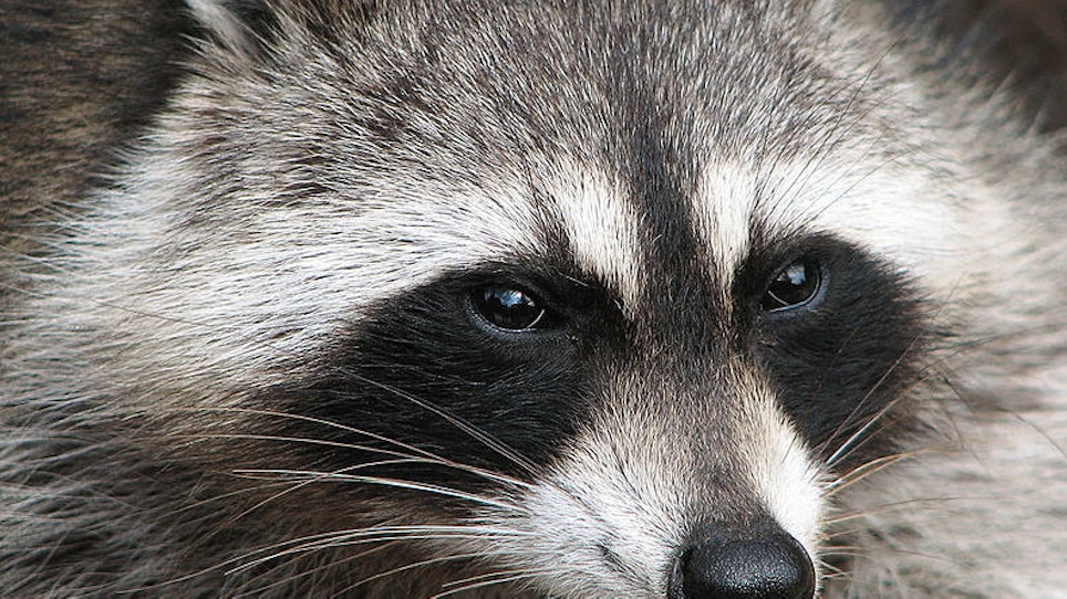 The Best Bait for Trapping Raccoons