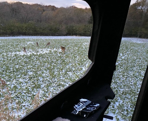 The author sat in a blind overlooking a prime late-season whitetail food source of radish and turnip.