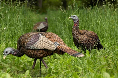 Lifelike decoys, such as these models from Avian-X, will lure hens, jakes and toms to close range, giving bowhunters point-blank shots. (Photo courtesy of Avian-X Decoys)