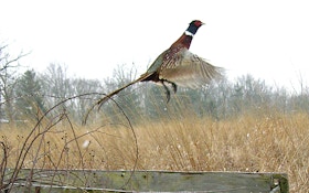 Iowa DNR Says Pheasant Population Is High