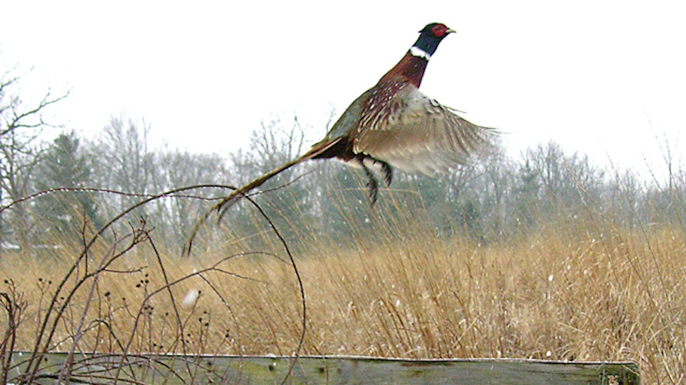 Wildlife Officials Say Iowa Pheasant Numbers Rebounding
