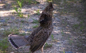 Ruffed Grouse Society On National Grouse and Woodcock Hunt