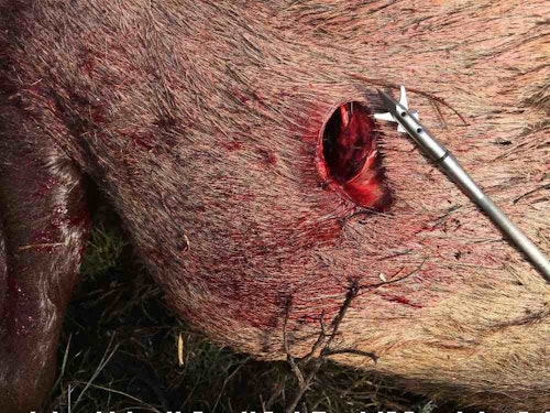 The author used a 125-grain SEVR expandable head (above) on his 2021 elk hunt. He uses the Spot Hogg Hogg-It 7-pin bowsight (below) for most all his bowhunting these days.