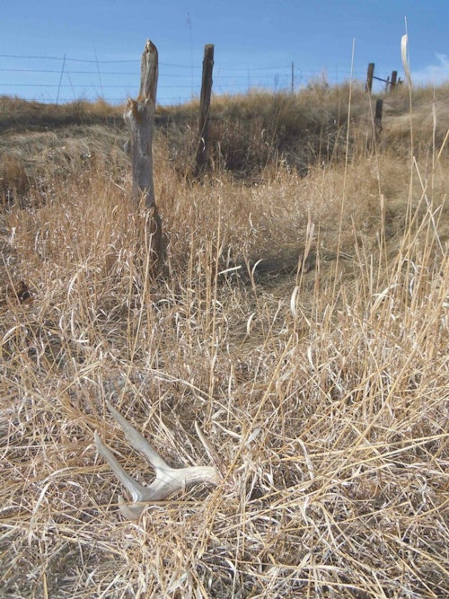 Edges, including fence lines, can reveal trails you could use as ambush points during a fall hunt. Keep your eyes open for whitetail clues while shed hunting.