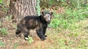 State Officials Study Scarcoptic Mange in Black Bears
