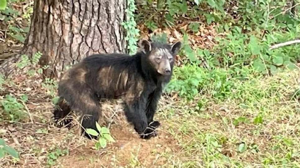State Officials Study Sarcoptic Mange in Black Bears