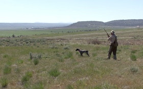 Help Your Hunting Dog Handle Pinned Birds
