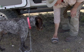 How To Use Food To Train Your Hunting Dog