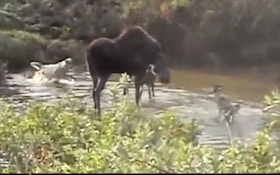 VIDEO: Wolf Pack Picks A Fight With Moose And Her Calf