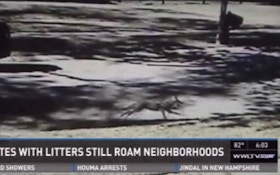 VIDEO: Coyotes Upset New Orleans Neighborhoods