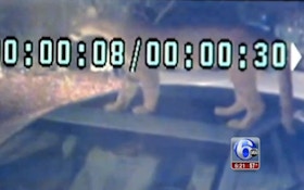 VIDEO: There's A Mountain Lion On Your Car