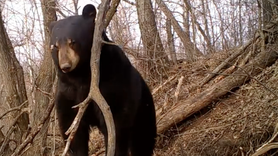 You Won't Believe This Amazing Video Of A Bear Emerging From Its Winter Den