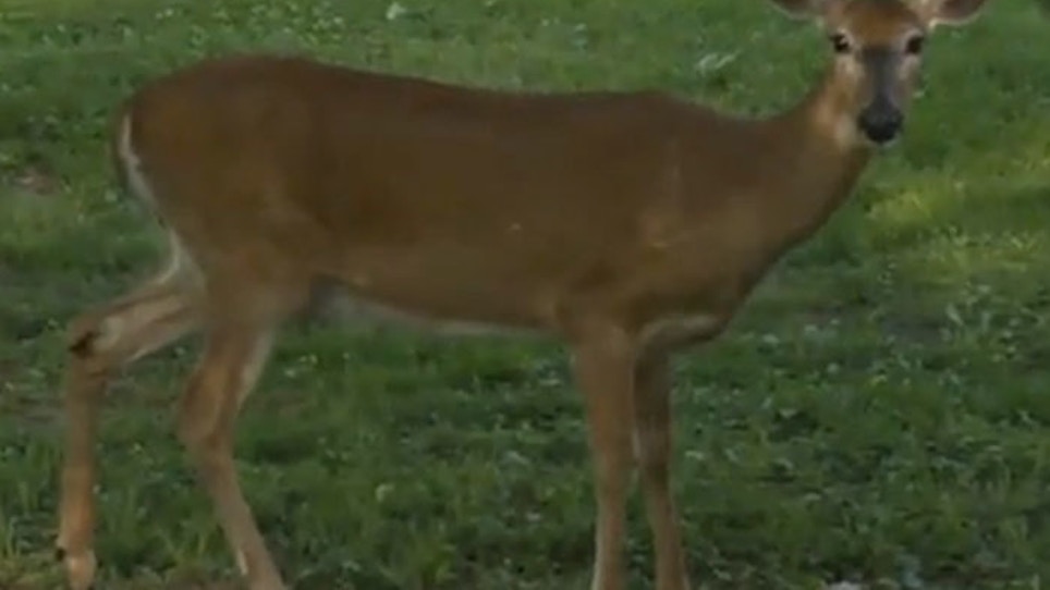 Deer Terrorizes Woman Who's Now Afraid To Leave Her Home