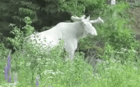 VIDEO: Great White Bull Moose Captured On Video