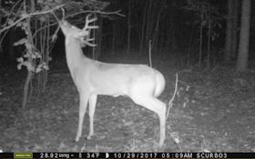 5 Scrape myths whitetail deer hunters should understand