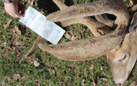 7 States to Hunt Deer in Velvet