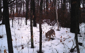 Tips for Snaring Predators in the Snow