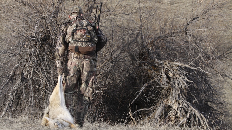Shortcuts to Finding, Killing More Coyotes