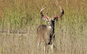 CWD Numbers In Whitetails Double Near San Antonio
