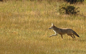 Coyote Runs Free Through Myrtle Beach Airport