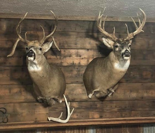 According to Terron Bauer, Nebraska bucks like these are more likely to stay on his property during the rut because his land holds so many does. (Photos courtesy of Terron Bauer Facebook.)