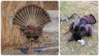 Bowhunting Pros and Cons: Texas Heart Shot on a Wild Turkey
