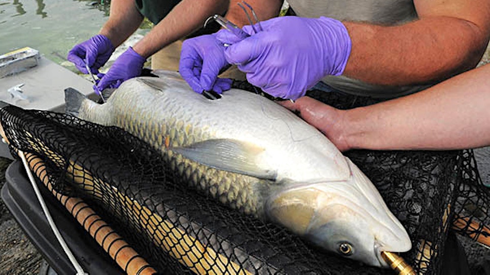Tracking Great Lakes Fish with Acoustic Telemetry
