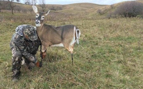 Field Test: Trixie Whitetail Doe from Montana Decoy Co.