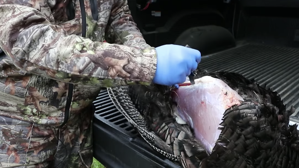 How to clean your wild turkey for the dinner table
