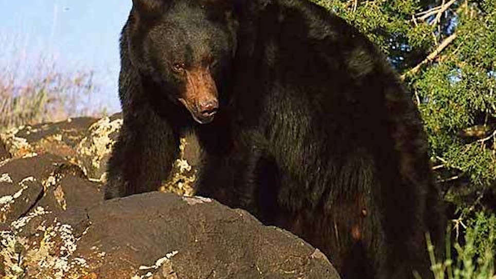 Bear Populations Increasing, Record Harvests Reported