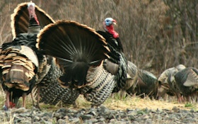 Bowhunting Western Turkeys
