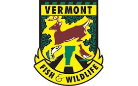 Vermont to cut moose hunt permits by 20 percent