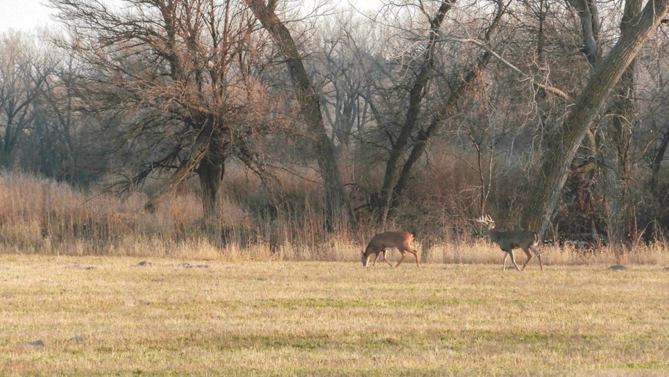 How to Target Whitetail Bucks During the Rut’s Lockdown