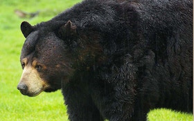 Tests Confirm Rabies in Black Bear Found Dead