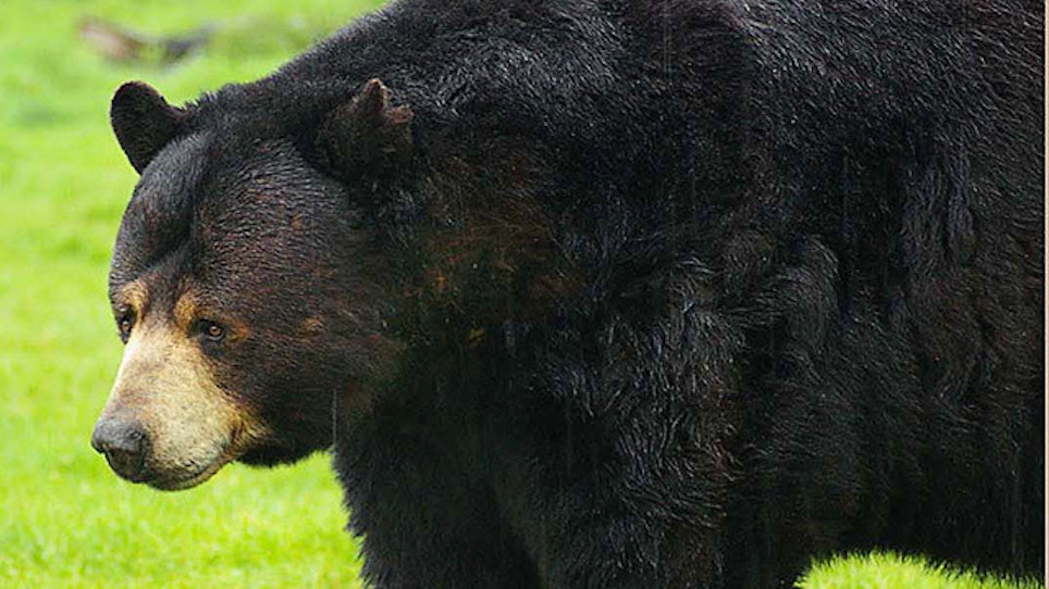 Bear Seasons Open With Changes