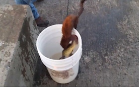 VIDEO: Wily Mink Steals Fish From Angler's Bucket