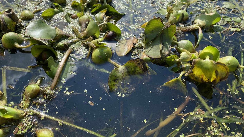 How Invasive Water Hyacinth Overtakes Lakes
