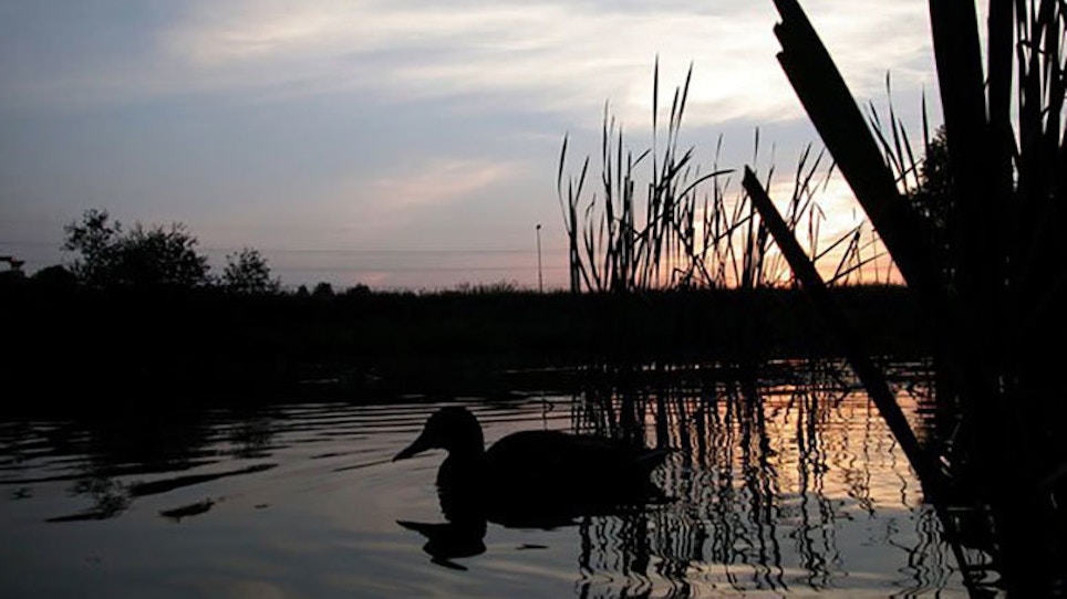 Arkansas Wants to Limit Non-Resident Waterfowl Hunters